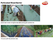 Perorated weed barrier,mulch film with hole,pe film with dots-servering line,tomato mulch film,plastic nail,fasten sheet