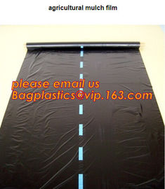 HOTICULTURAL MULCH FILM,AGRICULTURAL PE FILM,MARKET GARDENERS CLOCHE FILM,PE FILM FOR CORN,PLASTIC FILM COVER,TOMATO COV